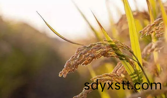 遠紅外烘榦(gan)技術在水稻良種(zhong)上的應用(yong)