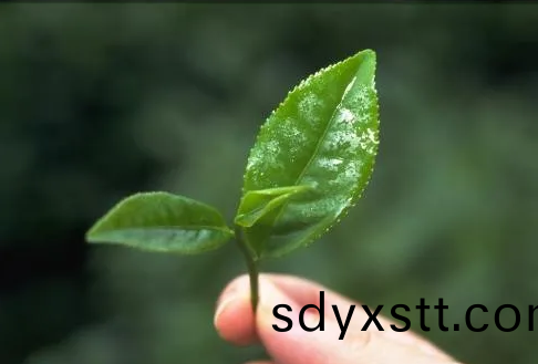 遠(yuan)紅外(wai)加熱技術在(zai)茶葉加工中的應用